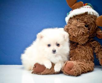 S�� Pommerschen Welpen