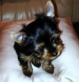 Yorkshire Terrier Welpen black and tan