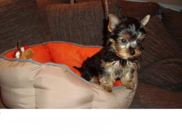 Yorkshire Terrier Welpen black and tan