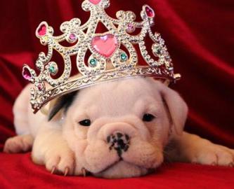 englische bulldogge welpen