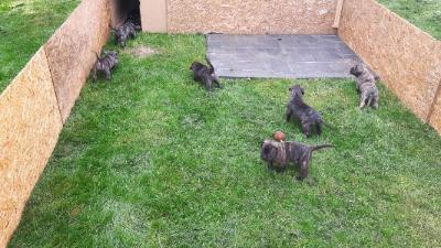 Wundervolle Dogo ( Presa )Canario Welpen