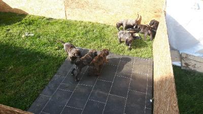 Wundervolle Dogo ( Presa )Canario Welpen