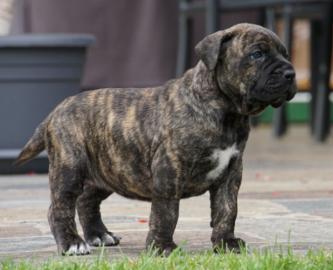 Wundervolle Dogo ( Presa )Canario Welpen