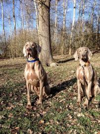 Verkauf Welpen Weimaraner