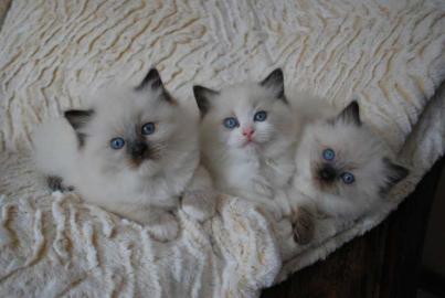 M�nnlich und weiblich Ragdoll K�tzchen