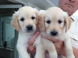 Wundersch?ne golden retriever Retriever