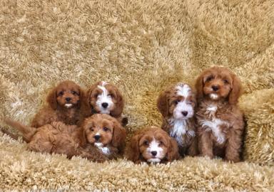 Mooie Cavapoo-puppys