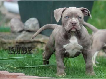 American Pitbull Blueline Welpen / Blue