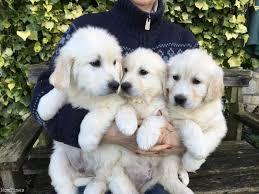Golden Retriever Welpen zur Annahme