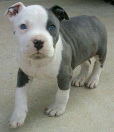 Zuckers��e Exclusive Reinrassige Blueli
