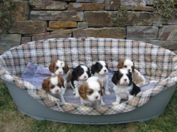 Cavalier King Charles Welpen