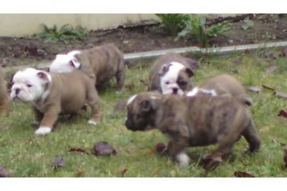 Engl-Bulldoggen Welpen in Choco