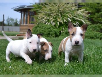 Miniatur-Bullterrier