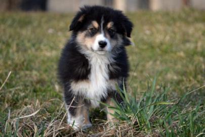 Australian Shepherd Welpen mit ASCA Papi