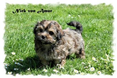 kleine Bolonka Welpen R�den mit Papie