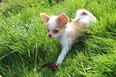 Wundersch�ne Chihuahua-Babys
