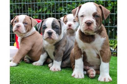 Continental Bulldog Welpen