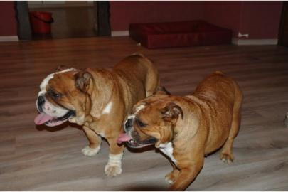 Continental Bulldog Welpen