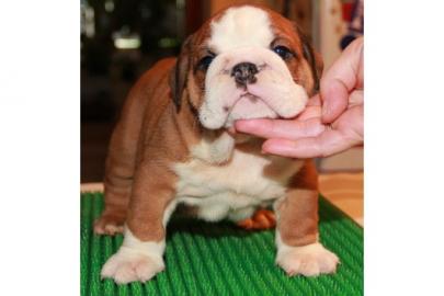 Continental Bulldog Welpen
