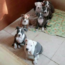 American Staffordshire Terrier blue line