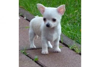 Traumhafte Chihuahuawelpen aus seri�ser