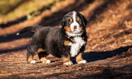 Berner Sennenwelpen