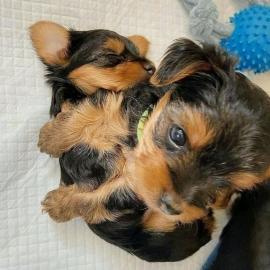 Absolut gesunde Yorkie-Welpen