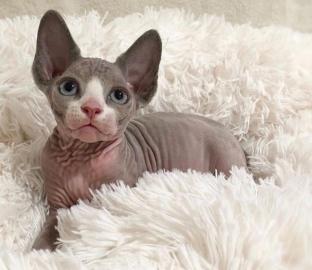 Weihnachtsgeschenk Sphynx K?tzchen