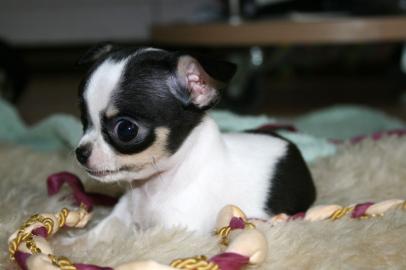 Wundersch�ne Extra Mini Chihuahua