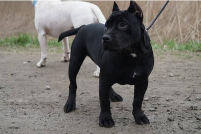 Reinrassige APBT Welpen f�r Sie