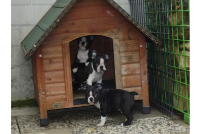 Wundersch�ner Boston Terrier
