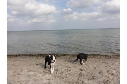 Wundersch�ner Boston Terrier