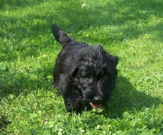 Scottish Terrier sehr sch�ne scottische