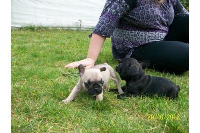 s��er Franz�sisch Bulldogge-Welpen