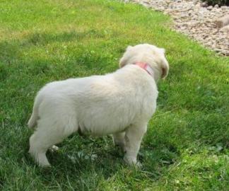 M?nnliche und weibliche Golden Retriever