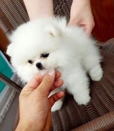 Typvolle Zwergspitz Pomeranian Welpen mi
