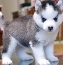 Pomsky Welpen