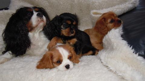 Cavalier King Charles Welpen