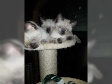 Siam Baby Kitten Babys K�tzchen Siambaby