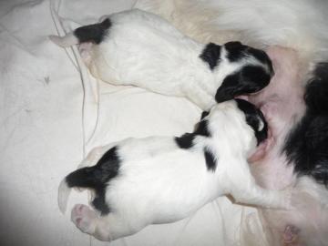 American Cocker Spaniel Welpen