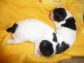 American Cocker Spaniel Welpen