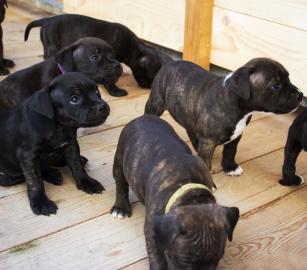 Staffordshire Bullterrier R�den und weib