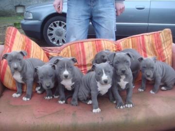 Staffordshire Bullterrier R�den und weib