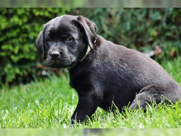 Labrador-Welpen aus Familienrasseaufzuch