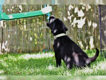Labrador-Welpen aus Familienrasseaufzuch