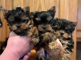 Yorkshire Terrier Mini zu verkaufen