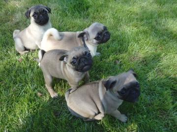 Zuckers��e Mops Welpen