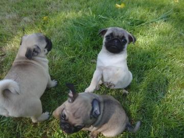 Zuckers��e Mops Welpen