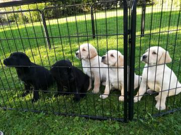 Labrador Welpen zu verkaufen