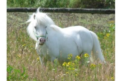 Mini Apaloosa  Pferd m�nnlichen und weib